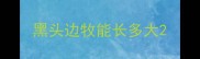 黑头边牧能长多大