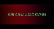 拉布拉多幼犬耳朵有点翘