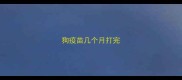 狗疫苗几个月打完
