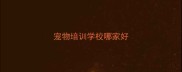 宠物培训学校哪家好