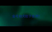 金毛幼犬肚子发烫