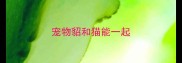 宠物貂和猫能一起
