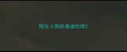 刚生小狗的泰迪吃啥