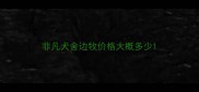 非凡犬舍边牧价格大概多少