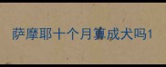 萨摩耶十个月算成犬吗