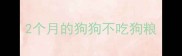 2个月的狗狗不吃狗粮