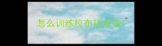 怎么训练拉布拉多站