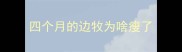 四个月的边牧为啥瘦了