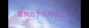 猎狗几个月可以上山