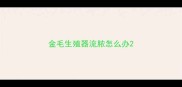 金毛生殖器流脓怎么办