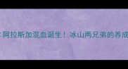 哈士奇阿拉斯加混血诞生冰山两兄弟的养成全攻略