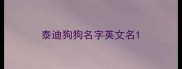 泰迪狗狗名字英文名