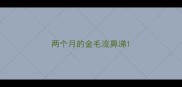 两个月的金毛流鼻涕