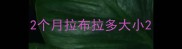 2个月拉布拉多大小