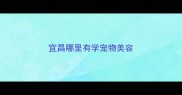 宜昌哪里有学宠物美容