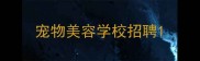 宠物美容学校招聘