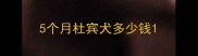 5个月杜宾犬多少钱