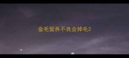 金毛营养不良会掉毛