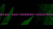 宠物医生教你疫苗后小狗流脓鼻涕的7大原因及科学护理指南