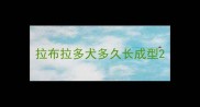 拉布拉多犬多久长成型