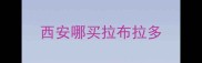 西安哪买拉布拉多