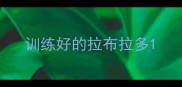训练好的拉布拉多