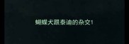 蝴蝶犬跟泰迪的杂交