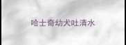 哈士奇幼犬吐清水