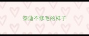 泰迪不修毛的样子