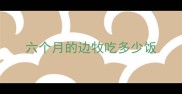 六个月的边牧吃多少饭