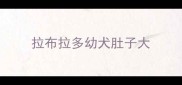 拉布拉多幼犬肚子大
