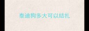 泰迪狗多大可以结扎