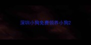 深圳小狗免费领养小狗