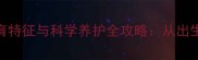猫咪各阶段发育特征与科学养护全攻略从出生到老年全周期