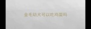 金毛幼犬可以吃鸡蛋吗