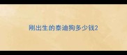 刚出生的泰迪狗多少钱