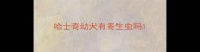 哈士奇幼犬有寄生虫吗