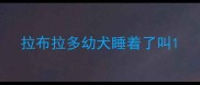 拉布拉多幼犬睡着了叫