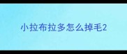小拉布拉多怎么掉毛