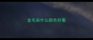 金毛染什么颜色好看