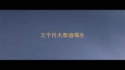 三个月大泰迪喝水