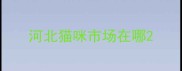 河北猫咪市场在哪