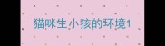 猫咪生小孩的环境