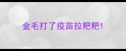 金毛打了疫苗拉粑粑