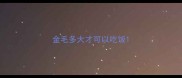 金毛多大才可以吃饭