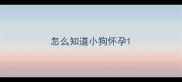 怎么知道小狗怀孕