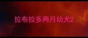 拉布拉多两月幼犬