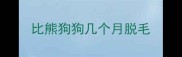 比熊狗狗几个月脱毛
