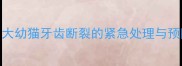 三个月大幼猫牙齿断裂的紧急处理与预防指南