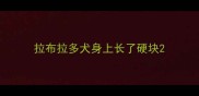 拉布拉多犬身上长了硬块